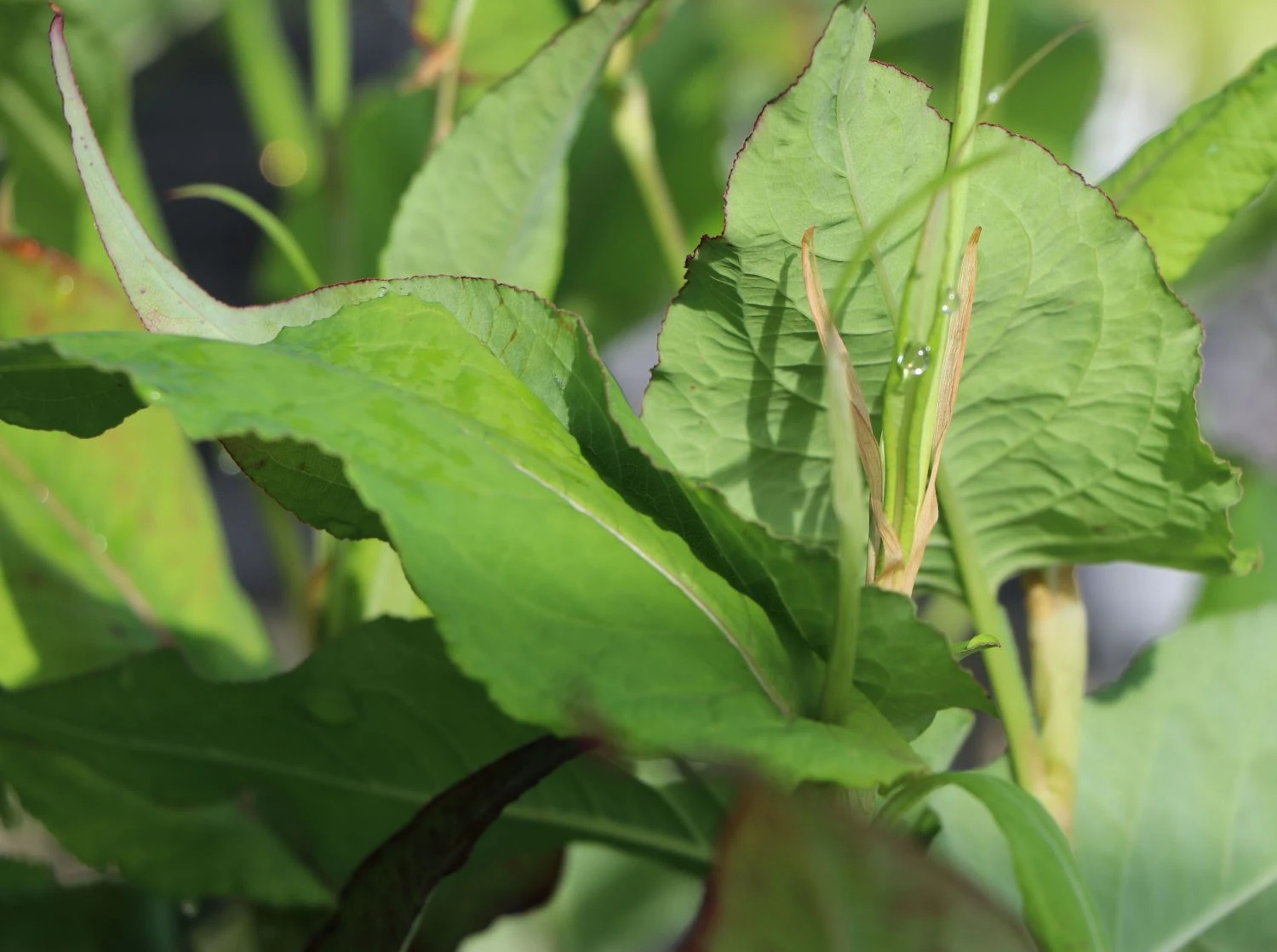 Kerzen-Knöterich 'Alba' 4 Kerzen-Knöterich 'Alba' – Bild 2