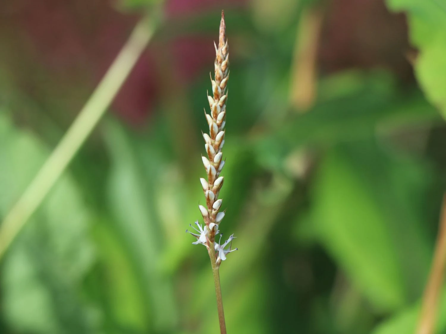 Kerzen-Knöterich 'Alba' 6 Kerzen-Knöterich 'Alba' – Bild 4