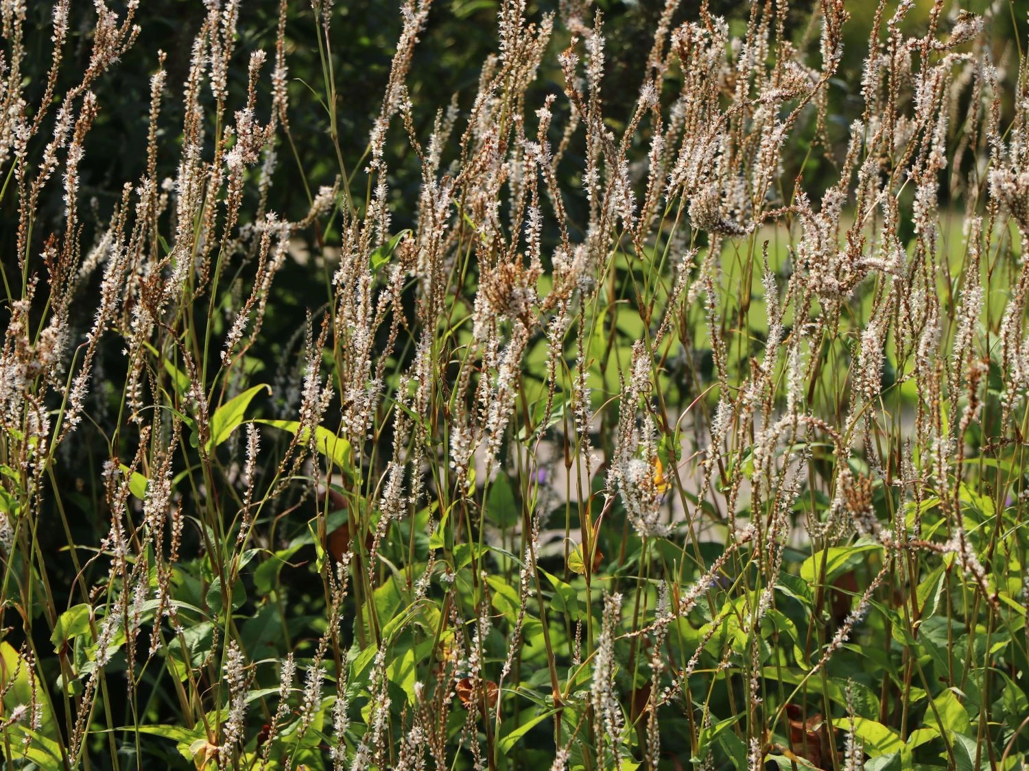 Kerzen-Knöterich 'Alba' 5 Kerzen-Knöterich 'Alba' – Bild 3