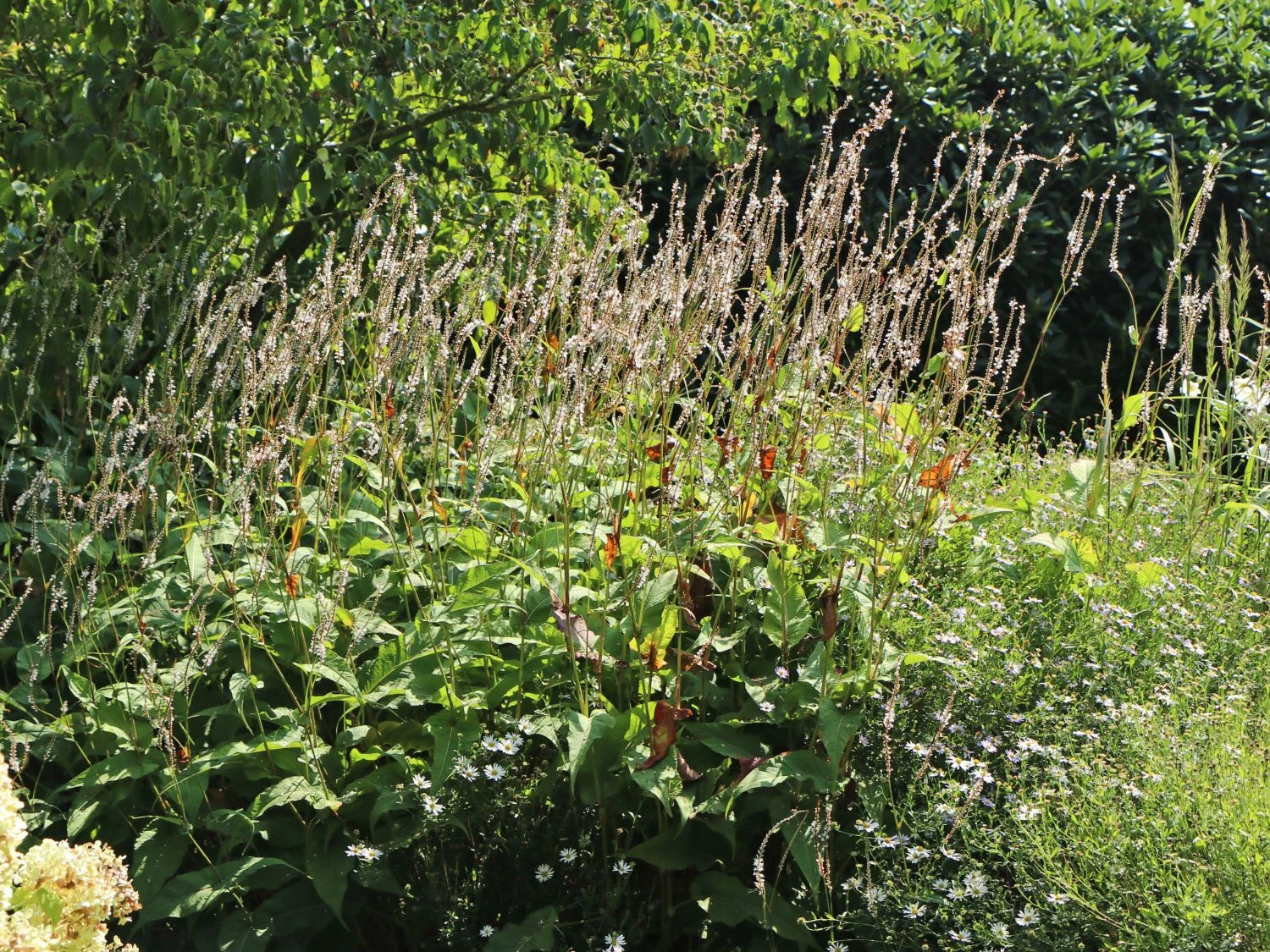 Kerzen-Knöterich 'Alba' 9 Kerzen-Knöterich 'Alba' – Bild 7