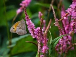 Kerzen Knöterich 'Rosea' -Günstiges Garten Zart Geschäft kerzen knoeterich rosea m057933 w 3