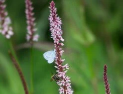 Kerzen Knöterich 'Rosea' -Günstiges Garten Zart Geschäft kerzen knoeterich rosea m057933 w 4