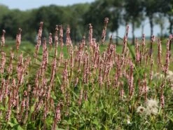 Kerzen Knöterich 'Rosea' -Günstiges Garten Zart Geschäft kerzen knoeterich rosea m057933 w 6