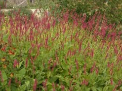 Kerzen-Knöterich 'Speciosa' 21 Kerzen-Knöterich 'Speciosa' -Günstiges Garten Zart Geschäft kerzen knoeterich speciosa m057935 w 2