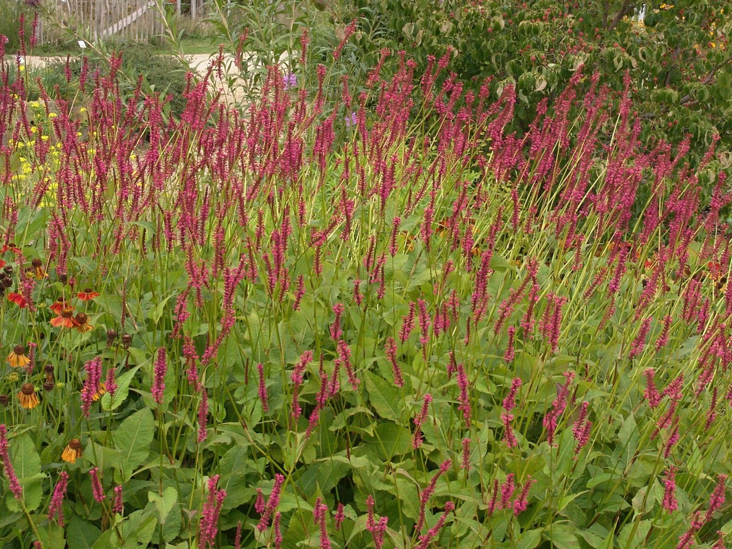 Kerzen-Knöterich 'Speciosa' 11 Kerzen-Knöterich 'Speciosa' – Bild 9