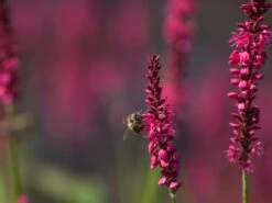 Kerzen-Knöterich 'Speciosa' 17 Kerzen-Knöterich 'Speciosa' -Günstiges Garten Zart Geschäft kerzen knoeterich speciosa m057935 w 4