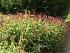 Kerzen-Knöterich 'Speciosa' 19 Kerzen-Knöterich 'Speciosa' -Günstiges Garten Zart Geschäft kerzen knoeterich speciosa m057935 w 5