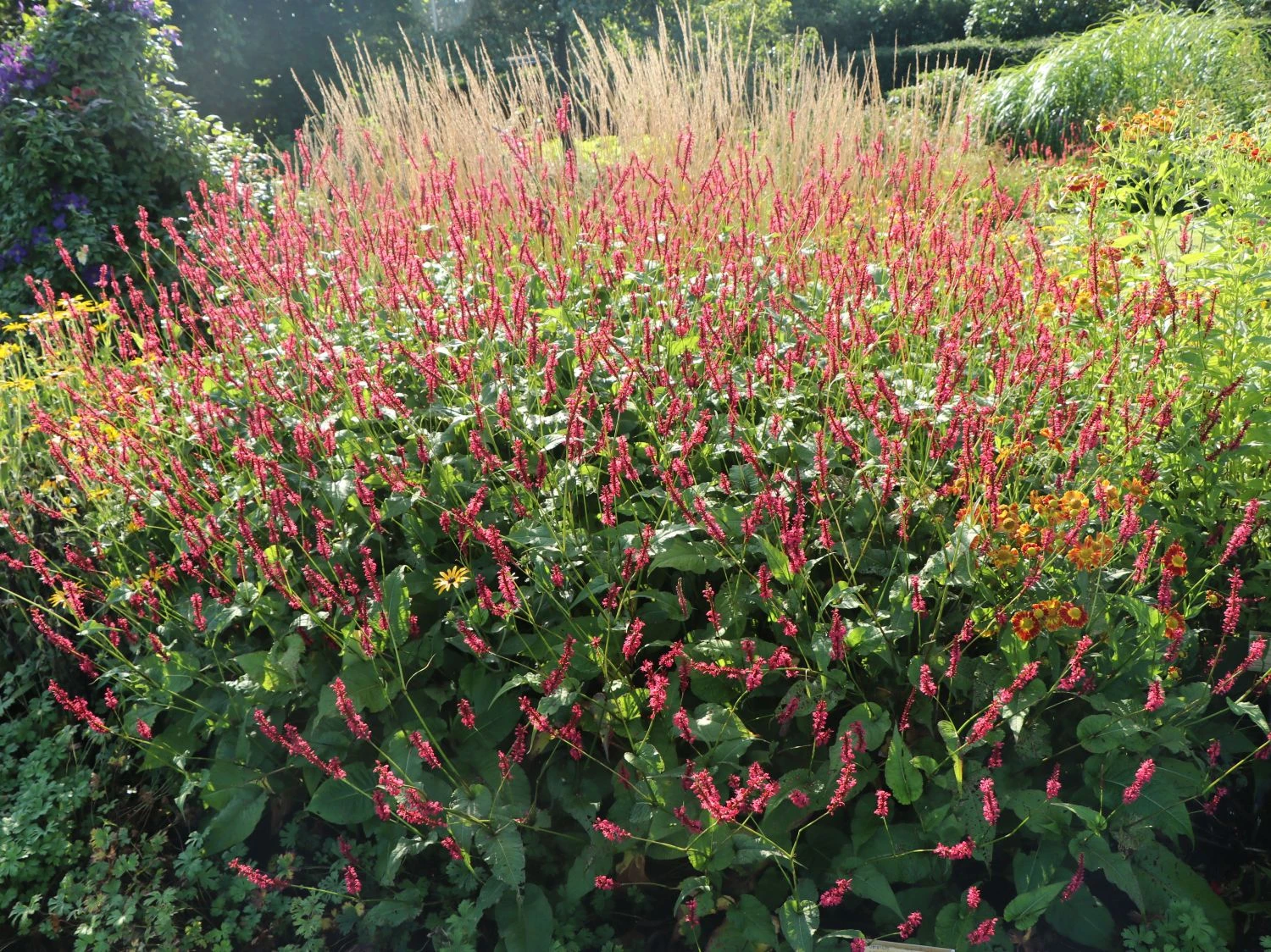 Kerzen-Knöterich 'Speciosa' 6 Kerzen-Knöterich 'Speciosa' – Bild 4