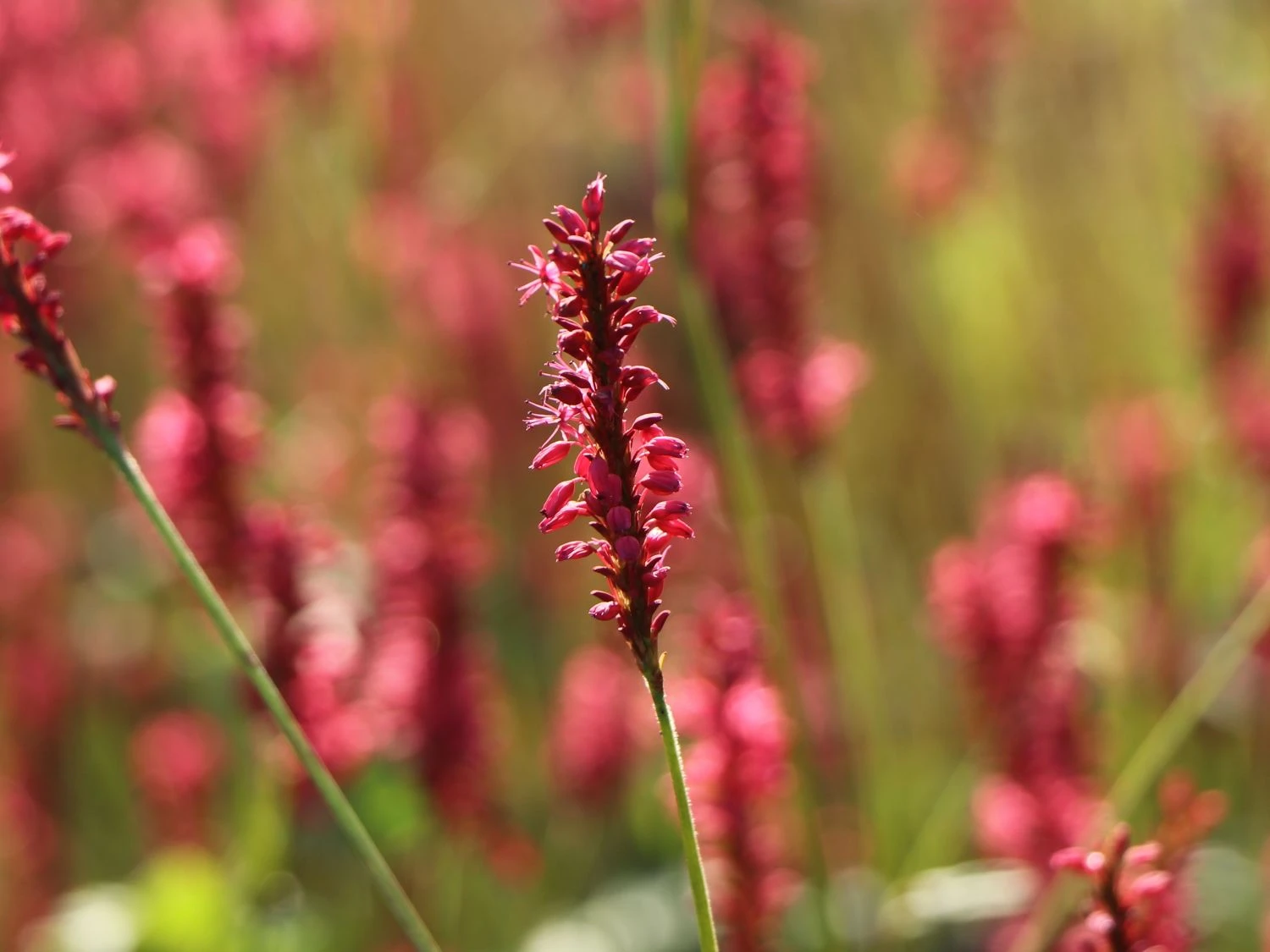 Kerzen-Knöterich 'Speciosa' 8 Kerzen-Knöterich 'Speciosa' – Bild 6