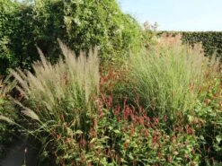 Kerzen-Knöterich 'Speciosa' 23 Kerzen-Knöterich 'Speciosa' -Günstiges Garten Zart Geschäft kerzen knoeterich speciosa m057935 w 8