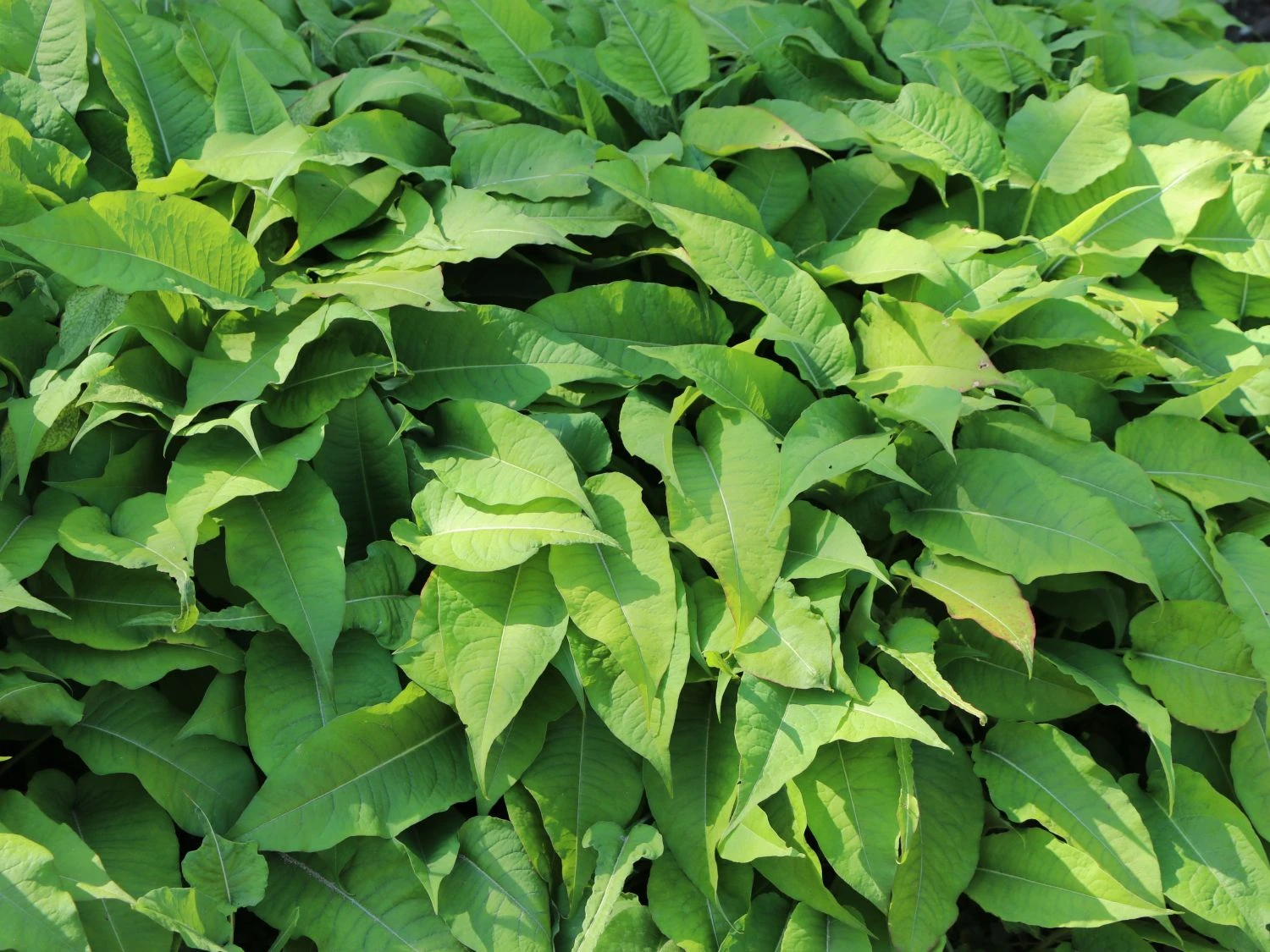 Kerzen-Knöterich 'Speciosa' 10 Kerzen-Knöterich 'Speciosa' – Bild 8