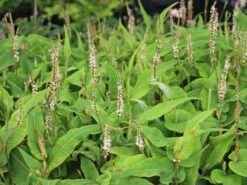 Kerzenknöterich 'Alba Junior'