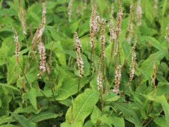 Kerzenknöterich 'Alba Junior' -Günstiges Garten Zart Geschäft kerzenknoeterich alba junior m117844 w 0