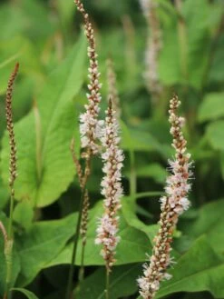 Kerzenknöterich 'Alba Junior' -Günstiges Garten Zart Geschäft kerzenknoeterich alba junior m117844 w 2