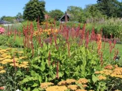 Kerzenknöterich 'Orangofield'