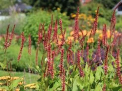 Kerzenknöterich 'Orangofield' -Günstiges Garten Zart Geschäft kerzenknoeterich orange field m078126 w 1