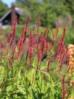 Kerzenknöterich 'Orangofield' -Günstiges Garten Zart Geschäft kerzenknoeterich orange field m078126 w 3