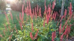 Kerzenknöterich 'Orangofield' -Günstiges Garten Zart Geschäft kerzenknoeterich orangofield m078126 788790 0