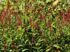 Kerzenknöterich 'Orangofield' -Günstiges Garten Zart Geschäft kerzenknoeterich orangofield m078126 w 1