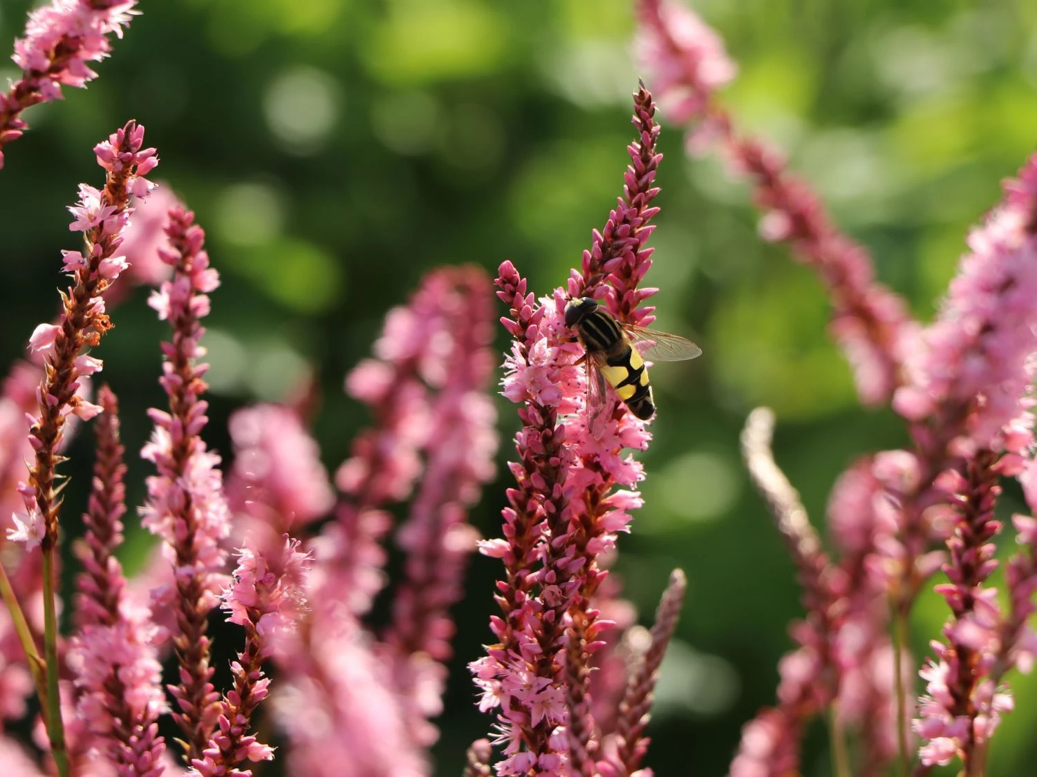 Kerzenknöterich 'Pink Elephant' 7 Kerzenknöterich 'Pink Elephant' – Bild 5
