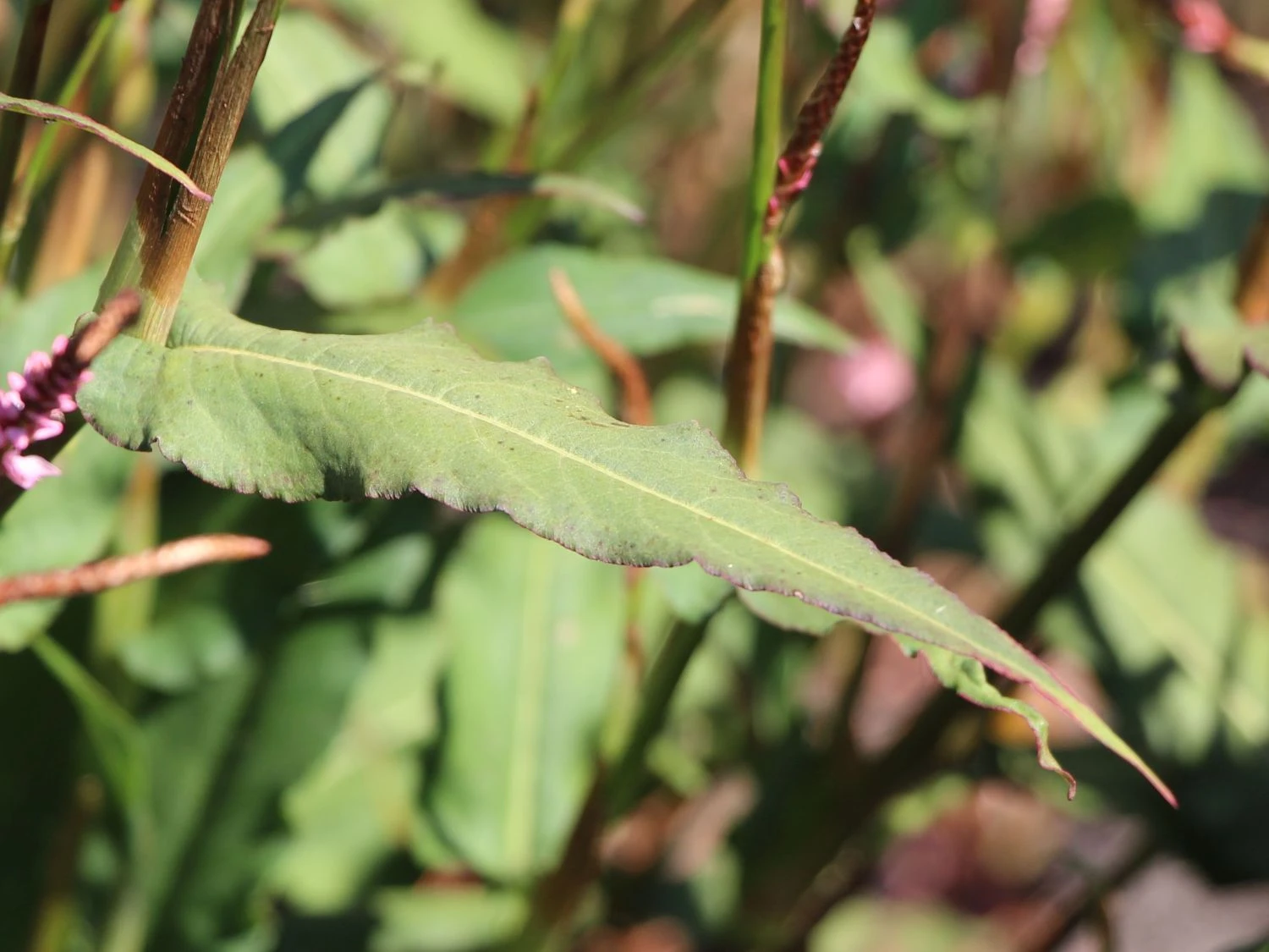 Kerzenknöterich 'Pink Elephant' 4 Kerzenknöterich 'Pink Elephant' – Bild 2