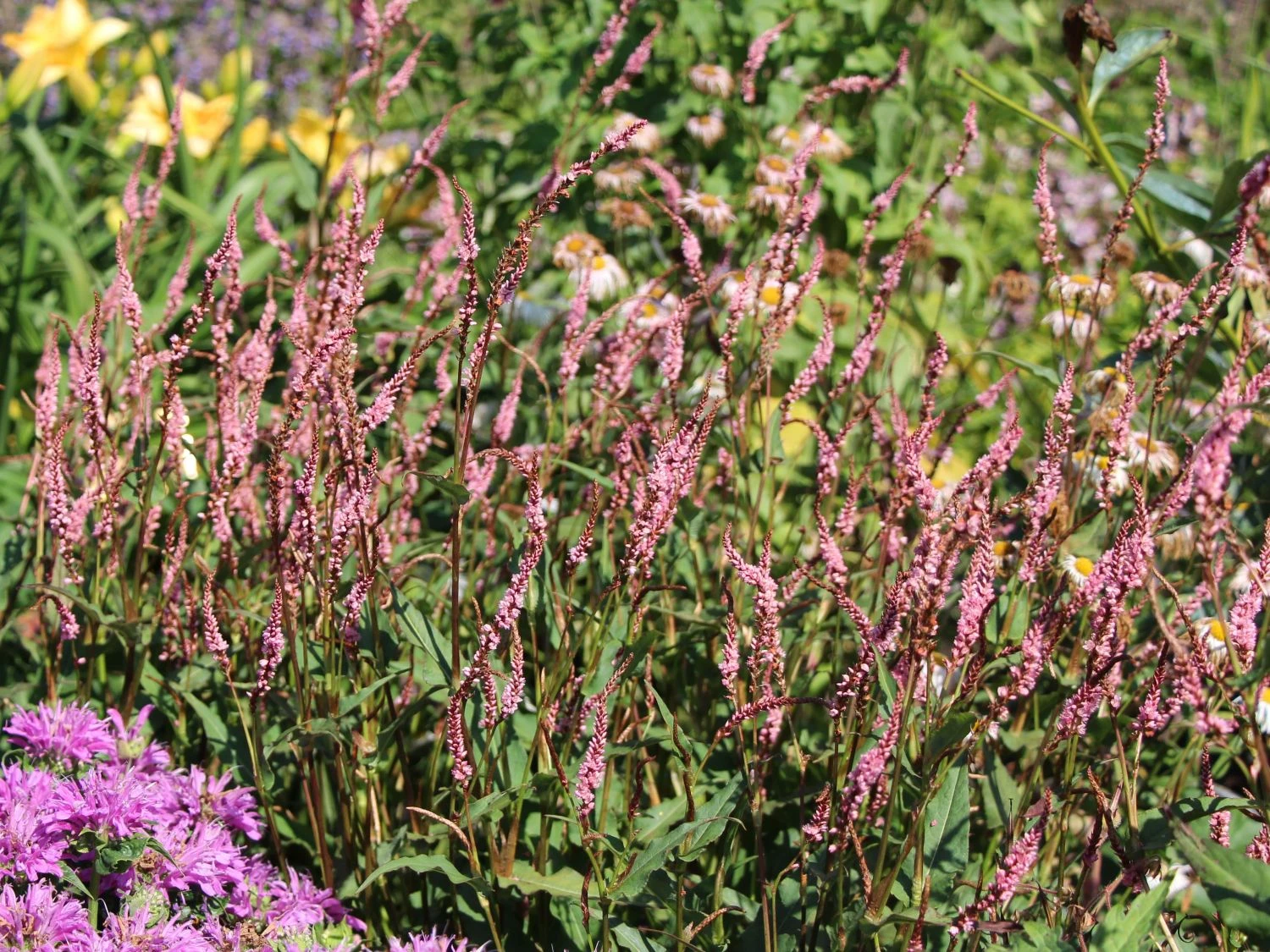 Kerzenknöterich 'Pink Elephant' 5 Kerzenknöterich 'Pink Elephant' – Bild 3