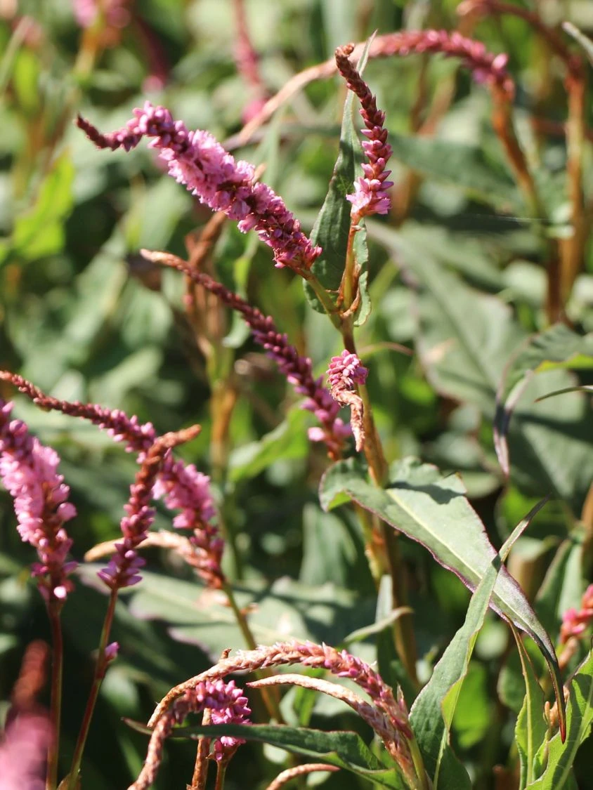 Kerzenknöterich 'Pink Elephant' 6 Kerzenknöterich 'Pink Elephant' – Bild 4
