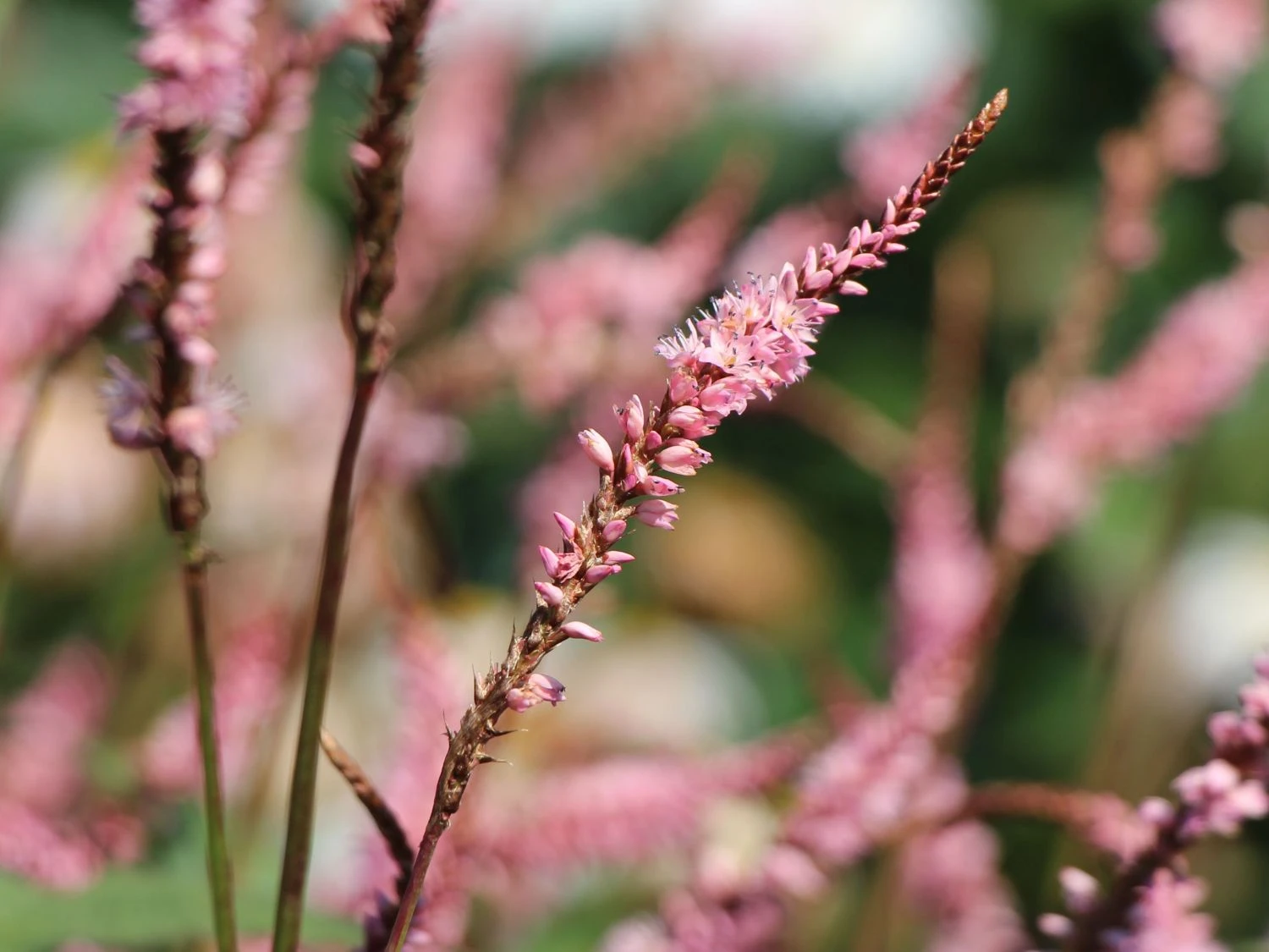 Kerzenknöterich 'Pink Elephant' 8 Kerzenknöterich 'Pink Elephant' – Bild 6