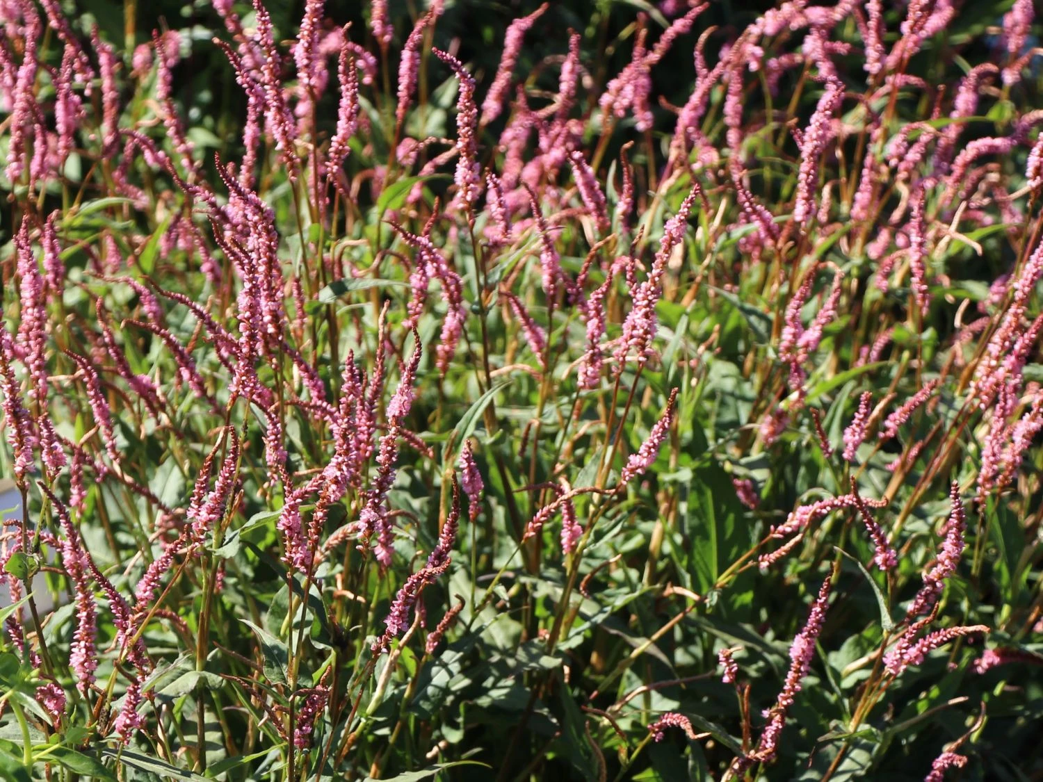 Kerzenknöterich 'Pink Elephant' 9 Kerzenknöterich 'Pink Elephant' – Bild 7