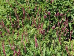 Kerzenknöterich 'Seven Oaks Village'