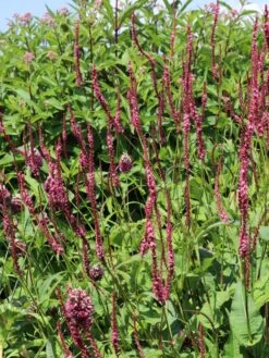 Kerzenknöterich 'Seven Oaks Village' -Günstiges Garten Zart Geschäft kerzenknoeterich seven oaks village m076807 w 1