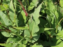 Kerzenknöterich 'Seven Oaks Village' -Günstiges Garten Zart Geschäft kerzenknoeterich seven oaks village m076807 w 2