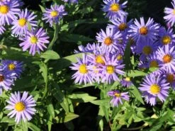 Kissen-Aster 'Prof. Anton Kippenberg' -Günstiges Garten Zart Geschäft kissen aster prof anton kippenberg m001580 w 0