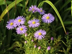 Kissen-Aster 'Prof. Anton Kippenberg' -Günstiges Garten Zart Geschäft kissen aster prof anton kippenberg m001580 w 2