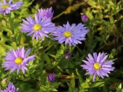 Kissen-Aster 'Prof. Anton Kippenberg' -Günstiges Garten Zart Geschäft kissen aster prof anton kippenberg m001580 w 3