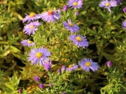 Kissen-Aster 'Prof. Anton Kippenberg' -Günstiges Garten Zart Geschäft kissen aster prof anton kippenberg m001580 w 4