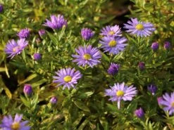 Kissen-Aster 'Prof. Anton Kippenberg' -Günstiges Garten Zart Geschäft kissen aster prof anton kippenberg m001580 w 6