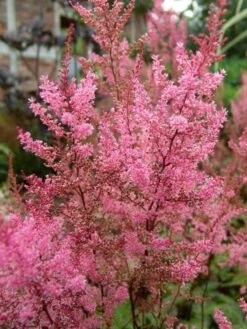 Kleine Prachtspiere 'Aphrodite' -Günstiges Garten Zart Geschäft kleine prachtspiere aphrodite m077076 w 1