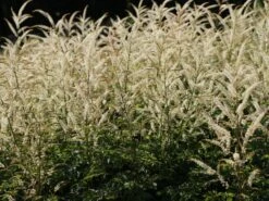 Kleiner Geißbart 'Johannisfest'