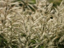 Kleiner Geißbart 'Johannisfest' -Günstiges Garten Zart Geschäft kleiner geissbart johannisfest m057726 w 2