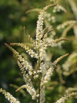 Kleiner Geißbart 'Johannisfest' -Günstiges Garten Zart Geschäft kleiner geissbart johannisfest m057726 w 3