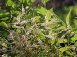 Kleiner Geißbart 'Johannisfest' -Günstiges Garten Zart Geschäft kleiner geissbart johannisfest m057726 w 4