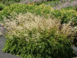 Kleiner Geißbart 'Johannisfest' -Günstiges Garten Zart Geschäft kleiner geissbart johannisfest m057726 w 5