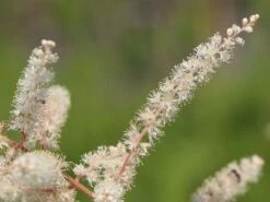 Kleiner Geißbart 'Misty Lace' -Günstiges Garten Zart Geschäft kleiner geissbart misty lace m057728 w 0