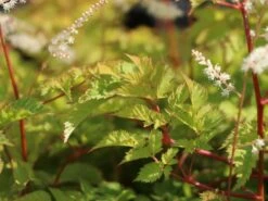 Kleiner Geißbart 'Misty Lace' -Günstiges Garten Zart Geschäft kleiner geissbart misty lace m057728 w 2