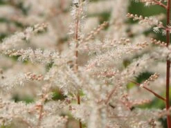 Kleiner Geißbart 'Misty Lace' -Günstiges Garten Zart Geschäft kleiner geissbart misty lace m057728 w 3