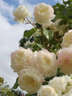 Kletterrose 'Alaska' ® -Günstiges Garten Zart Geschäft kletterrose alaska m099207 w 0