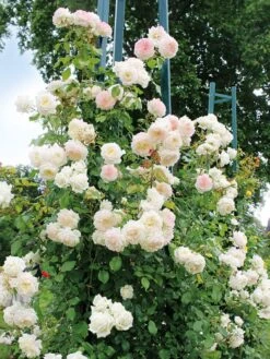 Kletterrose 'Alaska' ® -Günstiges Garten Zart Geschäft kletterrose alaska m099207 w 1