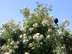 Kletterrose 'Alaska' ® -Günstiges Garten Zart Geschäft kletterrose alaska m099207 w 2