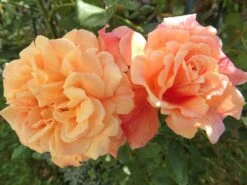 Kletterrose 'Aloha' ® 29 Kletterrose 'Aloha' ® -Günstiges Garten Zart Geschäft kletterrose aloha m003510 666481 0